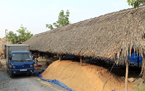 Tốt nghiệp đại học Kinh tế TP.HCM, từng là nhân viên tín dụng của Ngân hàng Á Châu, nhưng với niềm đam mê lập nghiệp, anh Lê Thành Đông, khu phố Tân Hội, phường Tân Hiệp, thị xã Tân Uyên đã mạnh dạn thử nghiệm trồng nấm bào ngư, linh chi. Tháng 11-2013, anh trồng với diện tích 150m2, vốn đầu tư ban đầu hơn 120 triệu đồng. (ảnh T.Quốc)