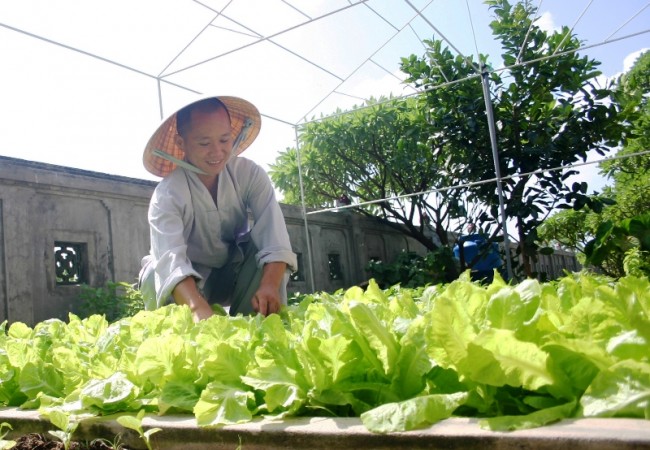 Trồng rau xanh cải thiện bữa ăn trên đảo (ảnh: LÝ KHÁNH VINH)