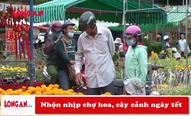 Nhộn nhịp chợ hoa, cây cảnh ngày tết