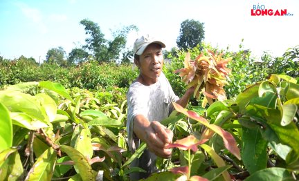 Làm giàu từ những cây hoang