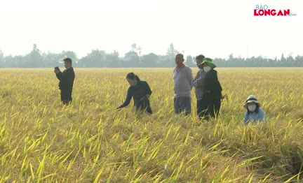 Tham quan mô hình điểm 1 triệu hécta lúa chất lượng cao, phát thải thấp tại huyện Tân Thạnh