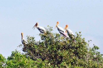 Láng Sen - Từ khu bảo tồn đất ngập nước đến Công ước Ramsar