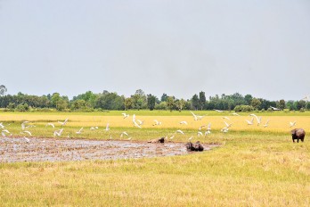 Gởi mẹ mùa xuân