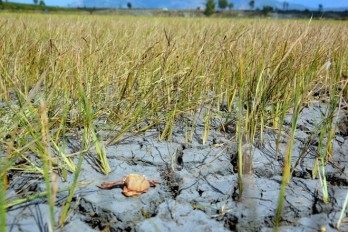 Nghiên cứu sử dụng công nghệ tiết kiệm nước trong mùa khô hạn