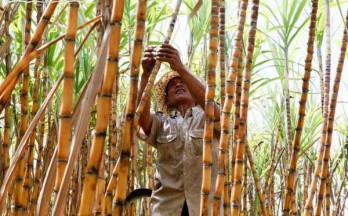 Campuchia khánh thành nhà máy đường tinh khiết lớn nhất châu Á