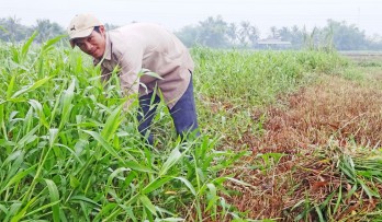 Tạo việc làm cho thanh niên nông thôn