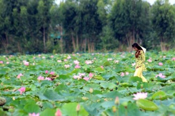 Nhớ Long An