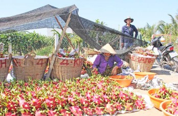 Châu Thành - Long An: Triển khai kế hoạch sản xuất 2.000 ha thanh long ứng dụng công nghệ cao