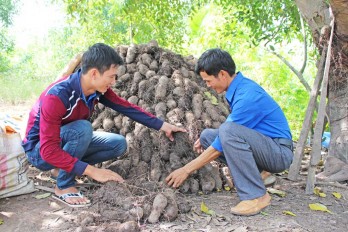 Phát triển kinh tế từ khoai mỡ