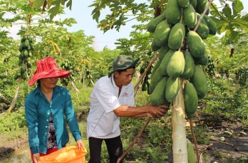 Khởi nghiệp từ trồng đu đủ