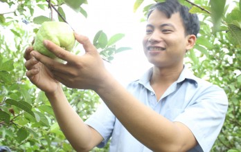 Vườn ổi Nữ hoàng của chàng thanh niên