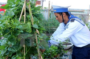 Sức sống mãnh liệt ở Trường Sa: Màu xanh của lá trên quần đảo đá