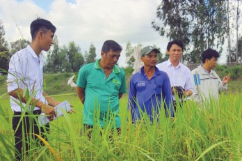 "Tạo giống lúa chống chịu phèn, ngắn ngày, năng suất cao, chất lượng tốt cho vùng đất phèn tỉnh Long An"