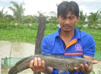 Những mảng ghép Đồng Tháp Mười mùa lũ: Những điều trông thấy ở Hưng Điền B và Bình Phong Thạnh