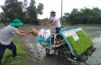 Cấy lúa bằng máy