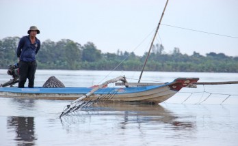 Mùa kéo côn, bắt cá lóc đồng