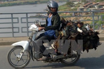 Bird flu detected in Cambodia