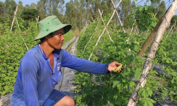 Hưng Điền B: Khó khăn trong sản xuất cây công nghiệp ngắn ngày