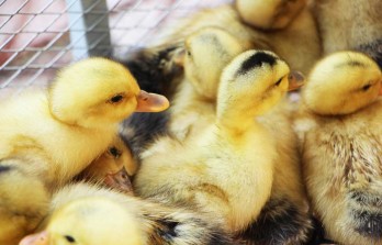 Long An urges sea duck breeding model to adapt to climate change impact