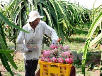 Fruit, veggie exports set record of 3.45 billion USD