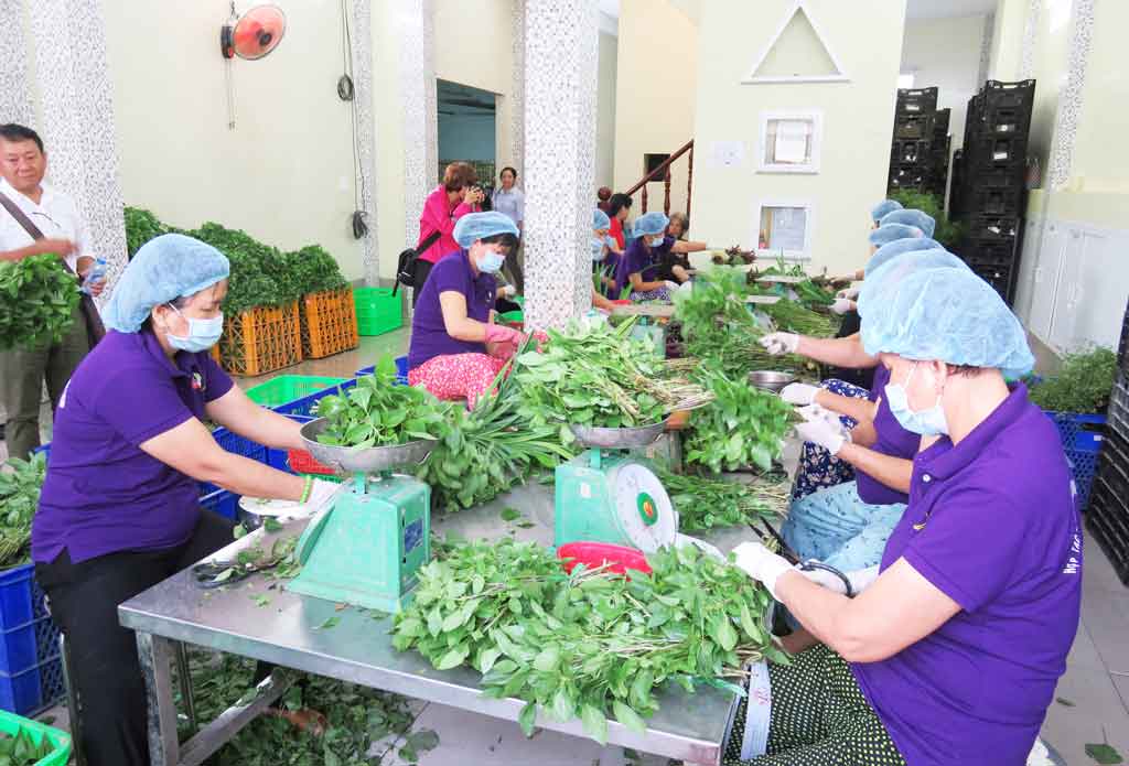 the province carried out trade promotion programs to find market for fresh vegetable