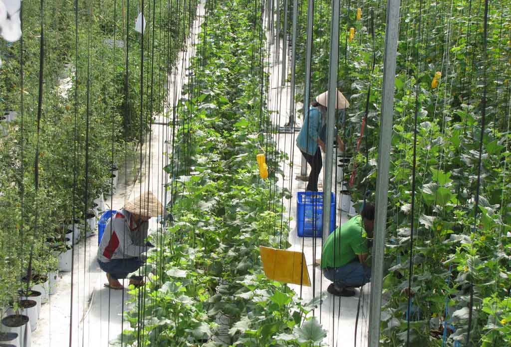 The pilot model of hi-tech applied vegetable and fruit farming at Agricultural Promotion Center in Long An province