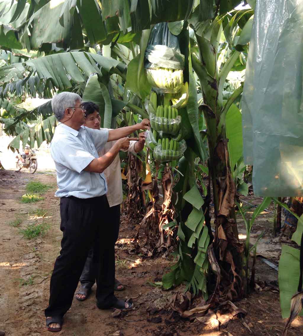 A hi-tech applied banana planting model by Huy Long An-My Binh Company in Long An province