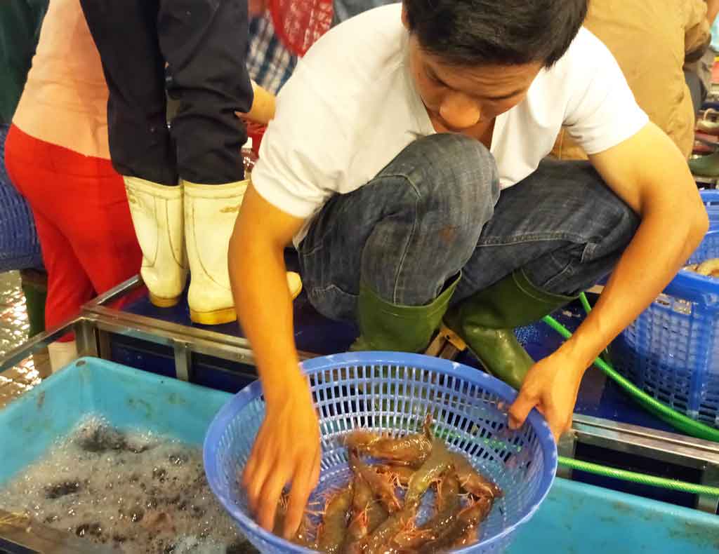 Shrimp price increases but breeders do not have shrimp for sale