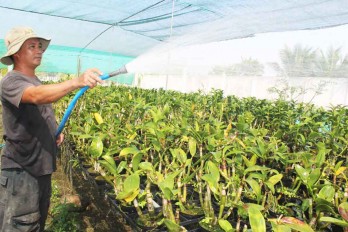 Flower farmers busy in preparation for Tet holiday