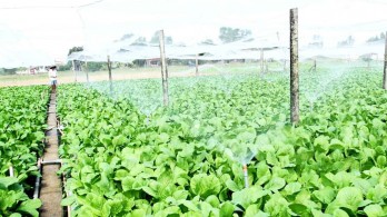 Long An encourages farmers in applying high-tech to agricultural production