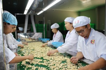 Vietnam helps Cambodia increase cashew output