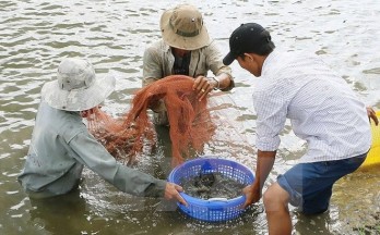 Action plan for development of shrimp industry promulgated