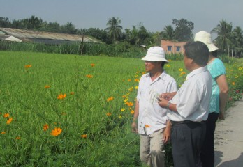 Hi-tech applied rice farming meets with difficulties in Long An