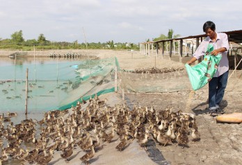 “Vua” vịt trời