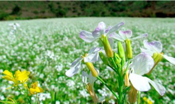 Những nét xuân quê...