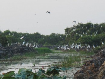 Tiếng cuốc chiều đông