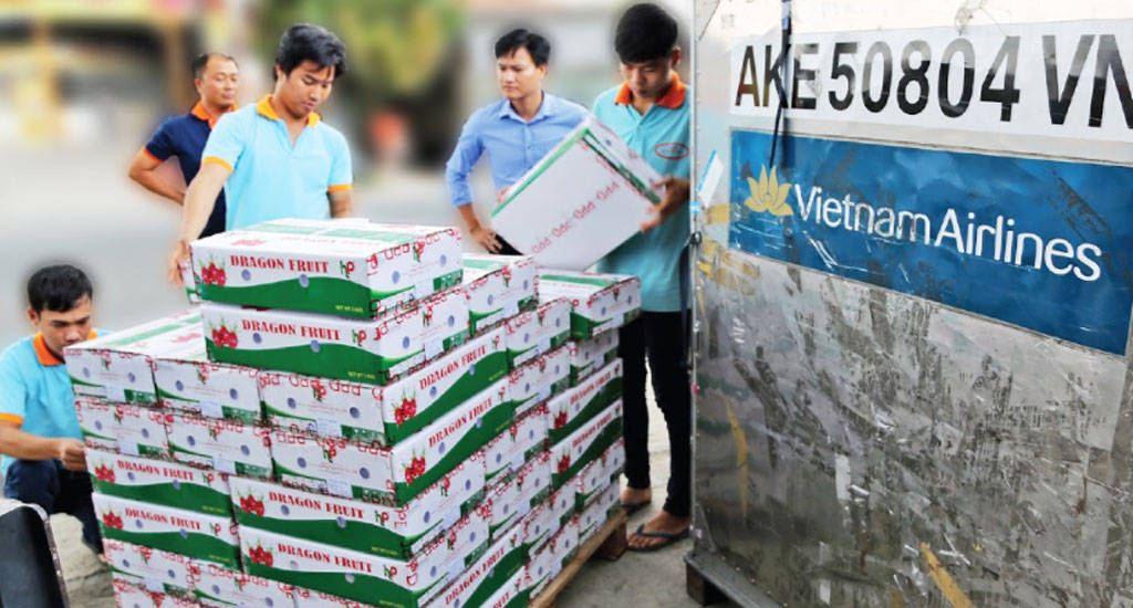 Farmers are excited because dragon fruits have successfully been exported to Australia