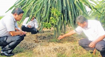 Tan Tru  District boosts sustainable hi-tech agricultural farming