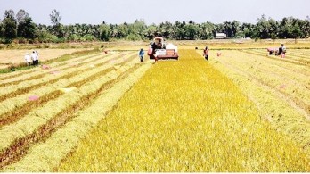 Mekong Delta farmers harvest bumper rice crop, enjoy price increase