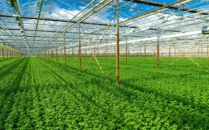 Vietnam, France share experience in organic farming production