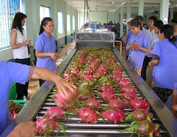 Dragon fruits for exports (Photo: VNA)