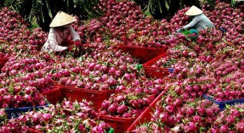 Mekong Delta city expects to increase fruit exports