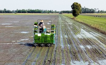 Long An strives to reach 7,500 hectares of high-tech rice production by year end