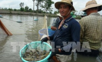 Technology exhibition of Vietnam shrimp sector to run in Bac Lieu