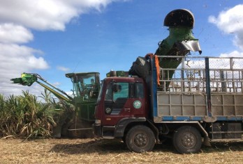 Vietnam to keep sugarcane area at 300,000ha by 2030