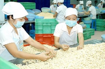 Cashew farming land shrinks in 8 consecutive years