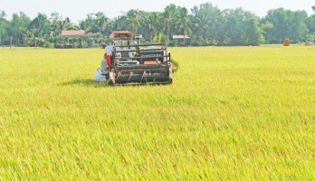 Area of large-scale fields in Long An decreased