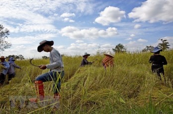 Thai Government works to stabilise rice price