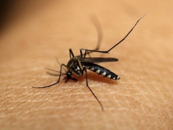 Southeast Asian nations, China pledge to fight malaria