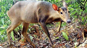 Endangered large-antlered muntjac found in Quang Nam